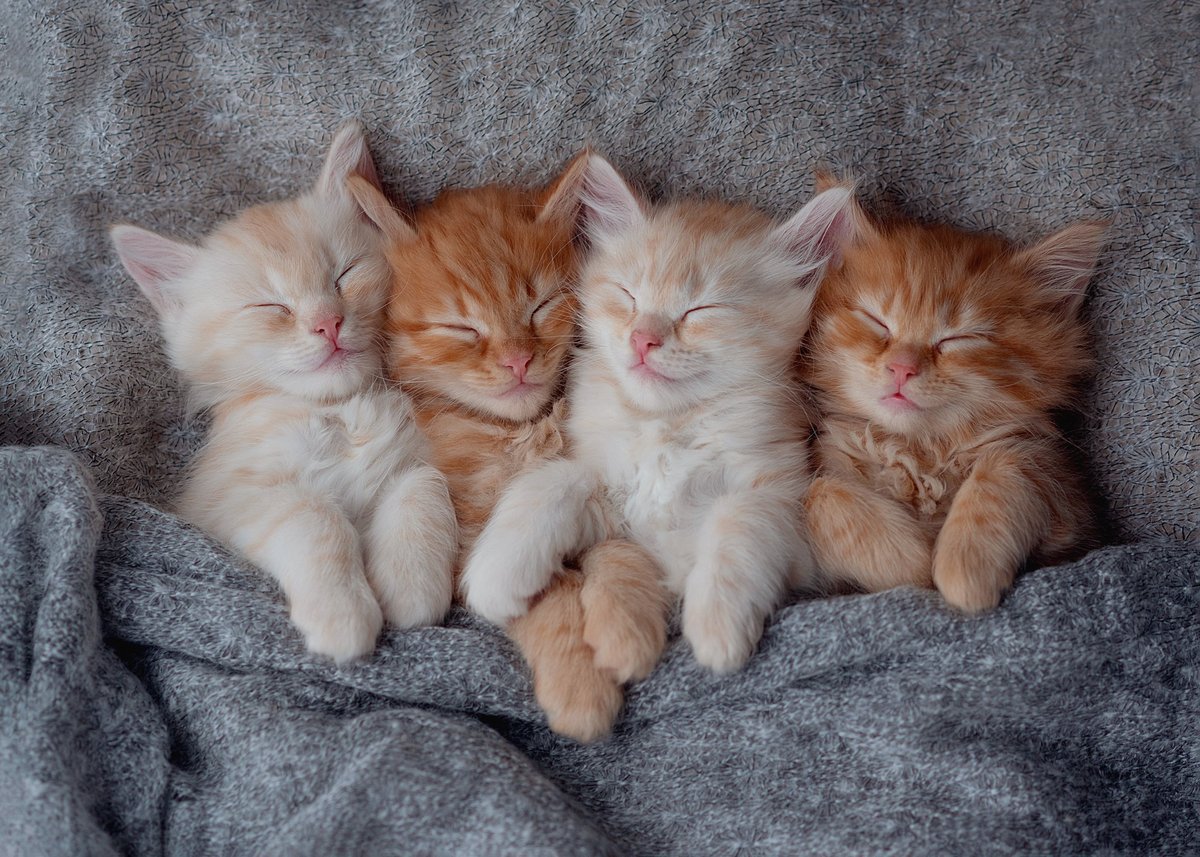 Famille de chatons endormis