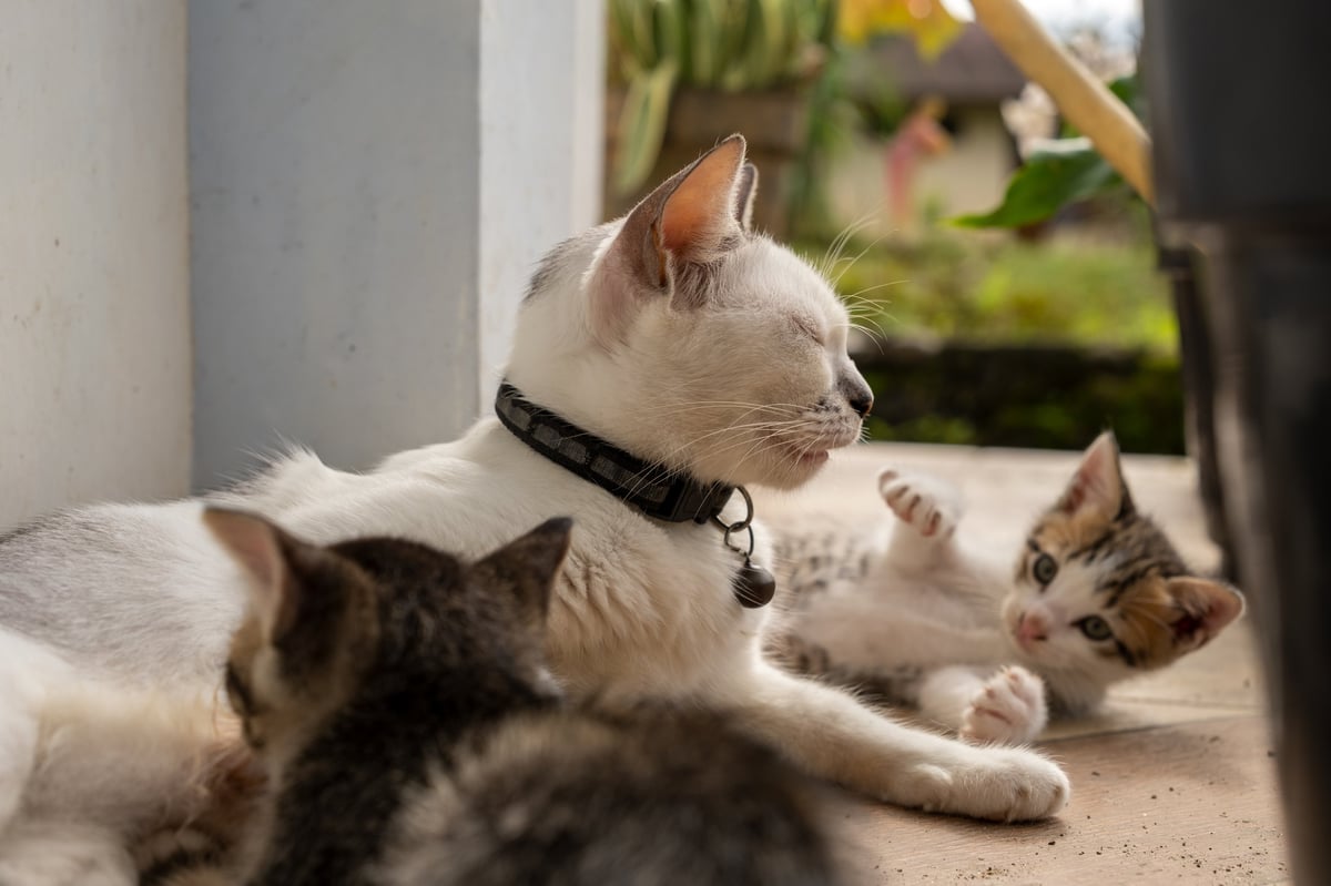 Maman chat avec ses chatons