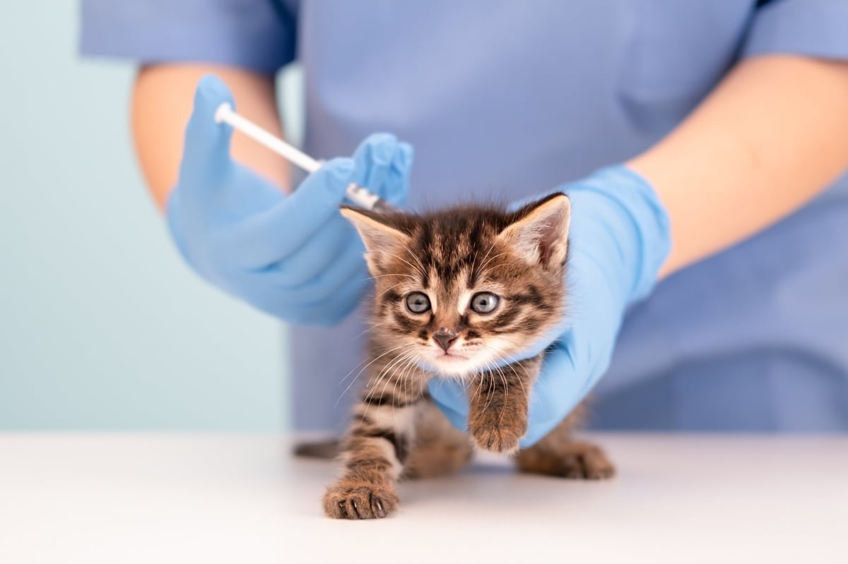 Vétérinaire soignant un chaton